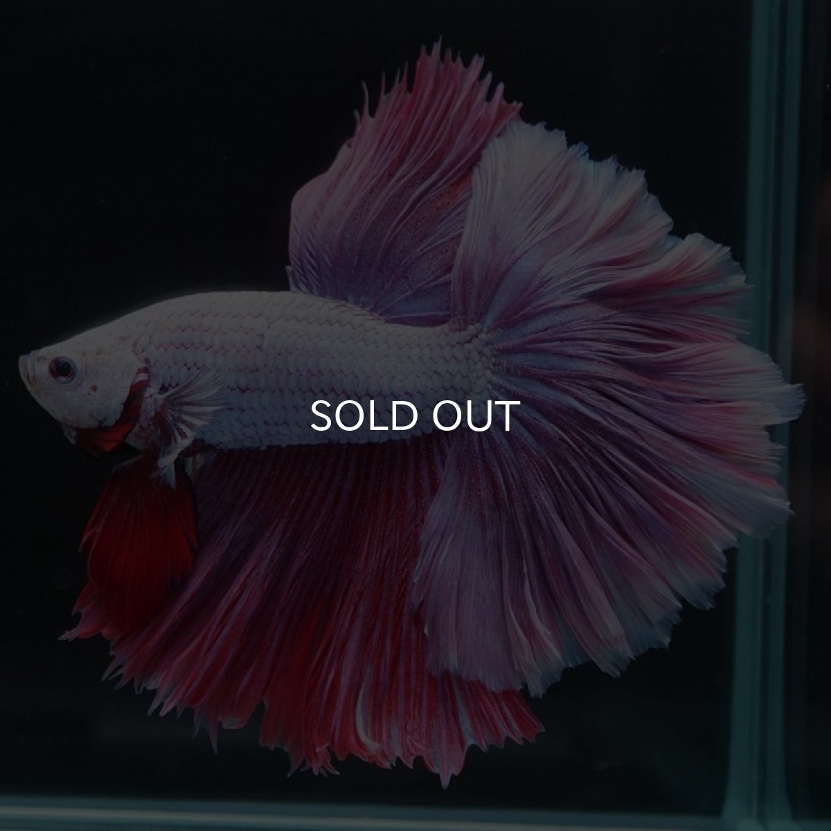 画像4: HM　ラベンダー　ローズテール (4)