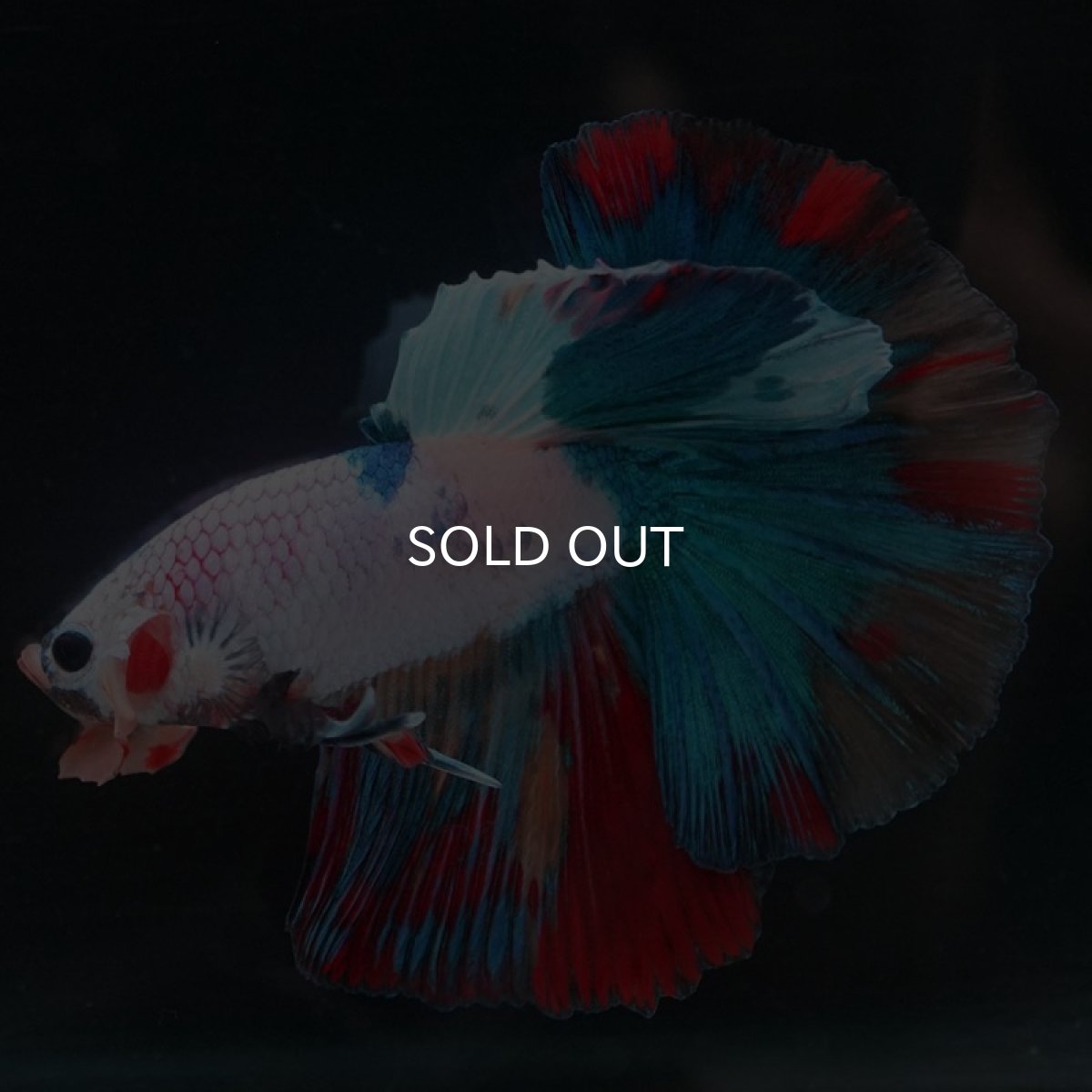 画像2: HM キャンディレインボー (2)