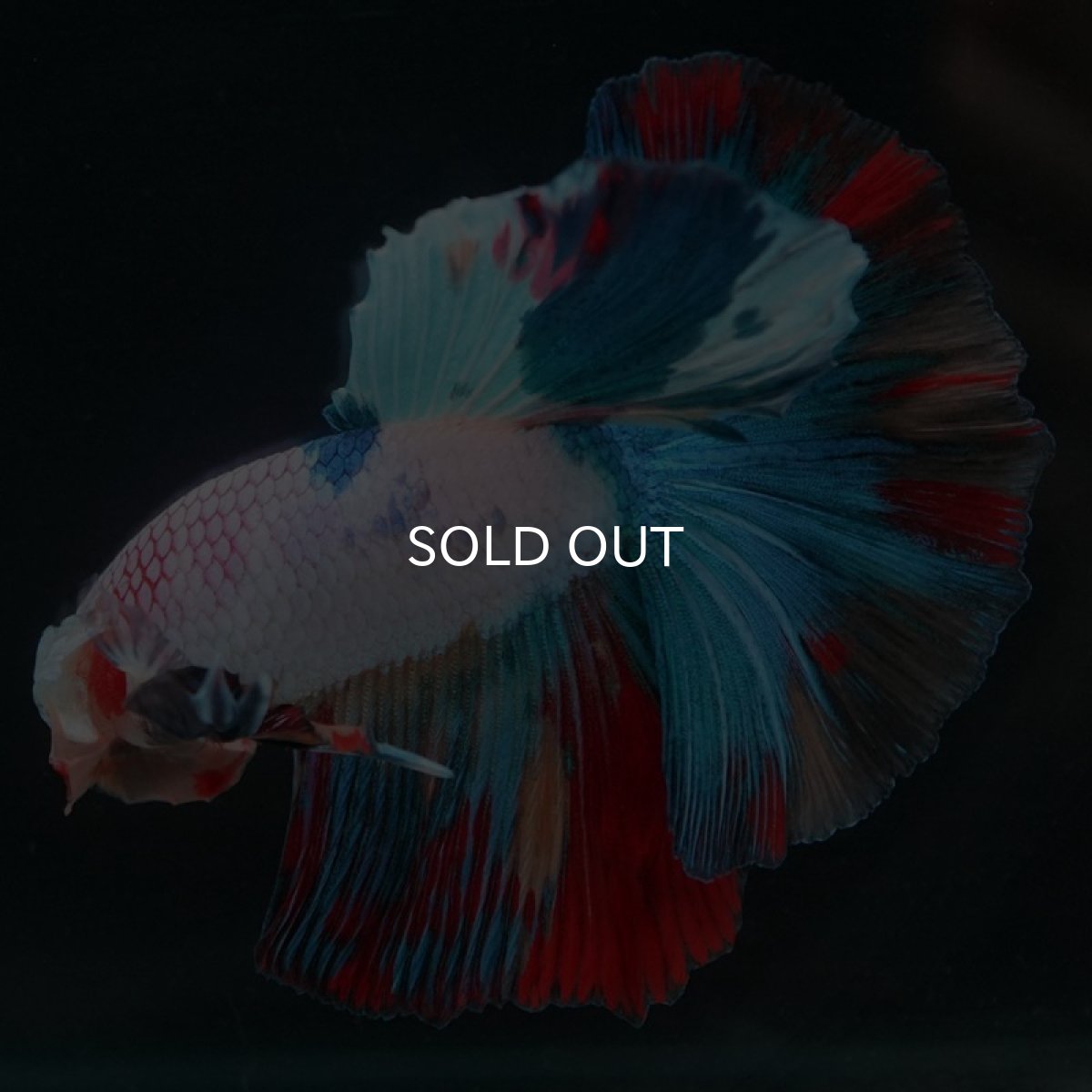 画像5: HM キャンディレインボー (5)