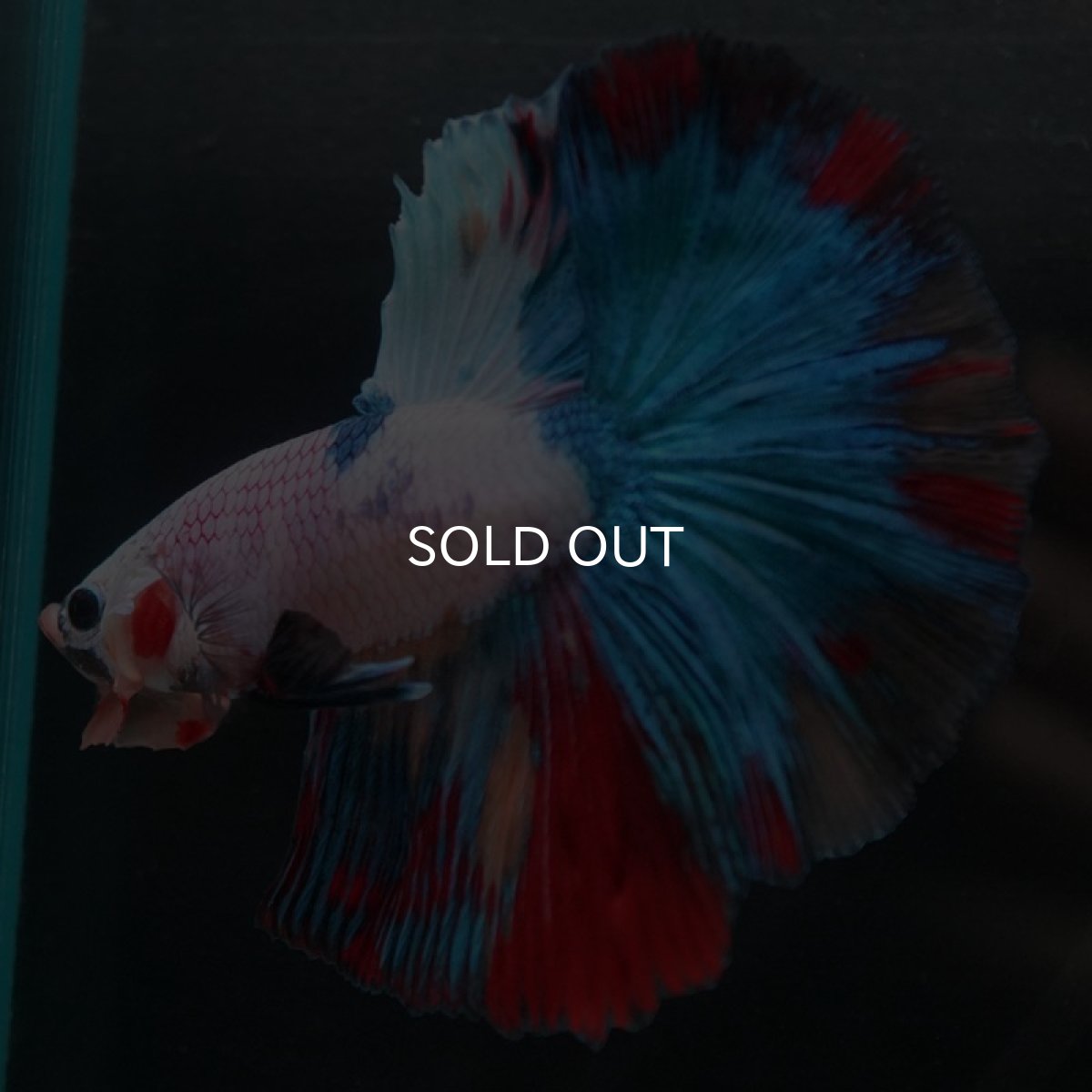 画像3: HM キャンディレインボー (3)