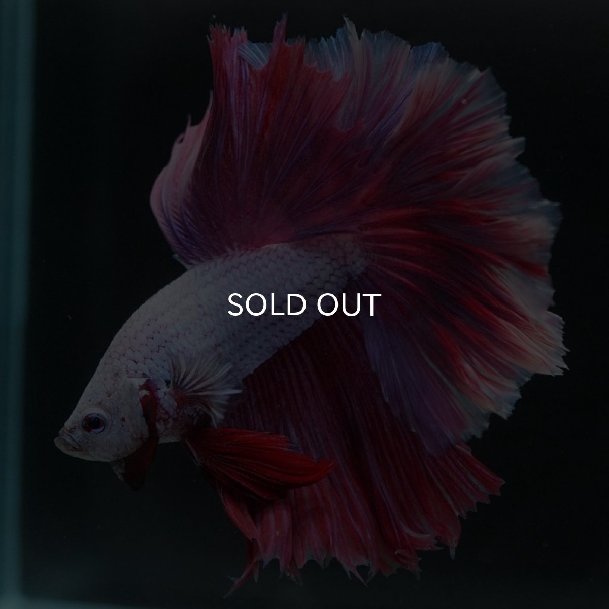 画像9: HM　ラベンダー　ローズテール (9)