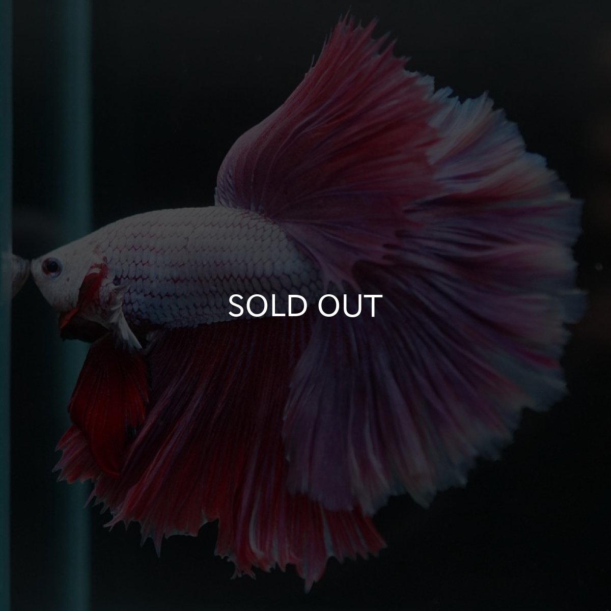 画像8: HM　ラベンダー　ローズテール (8)