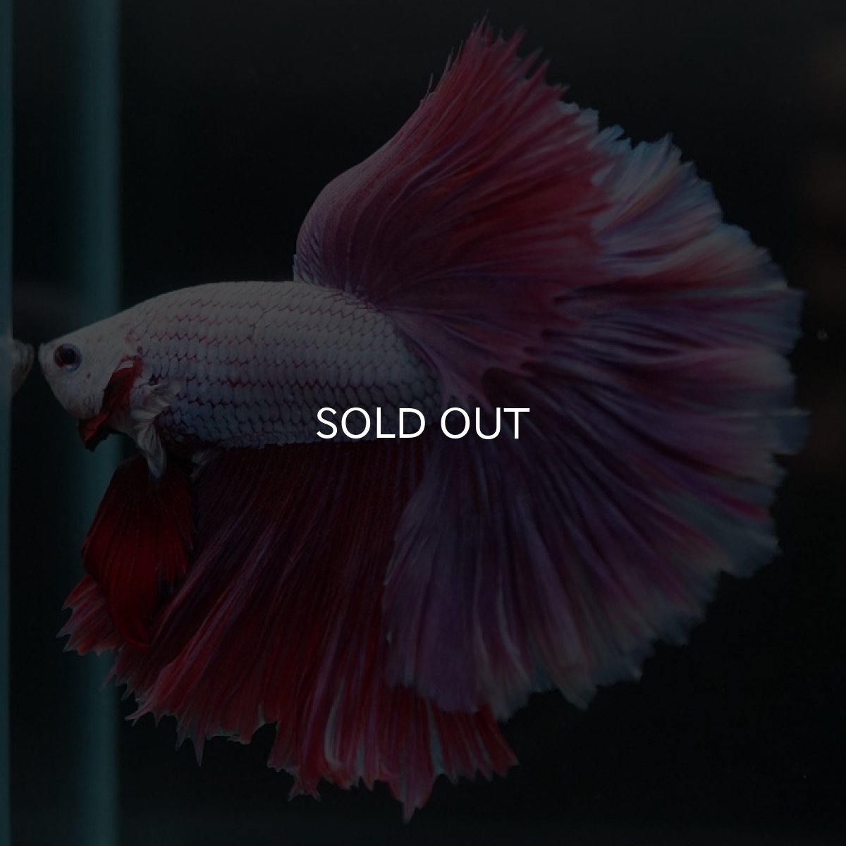 画像6: HM　ラベンダー　ローズテール (6)