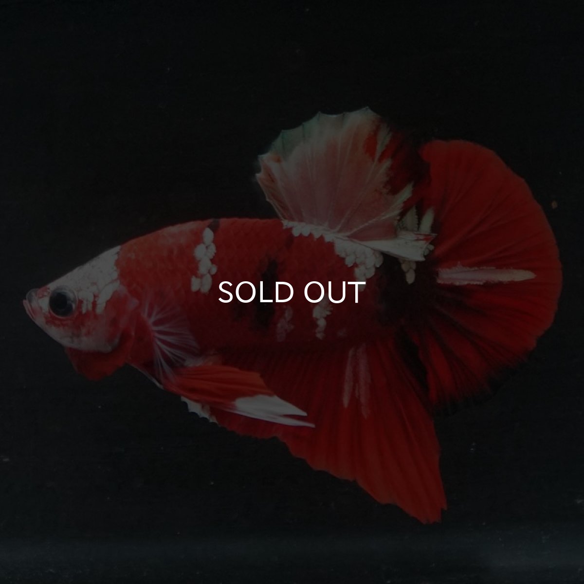 画像2: HMPK 鯉カッパー (2)