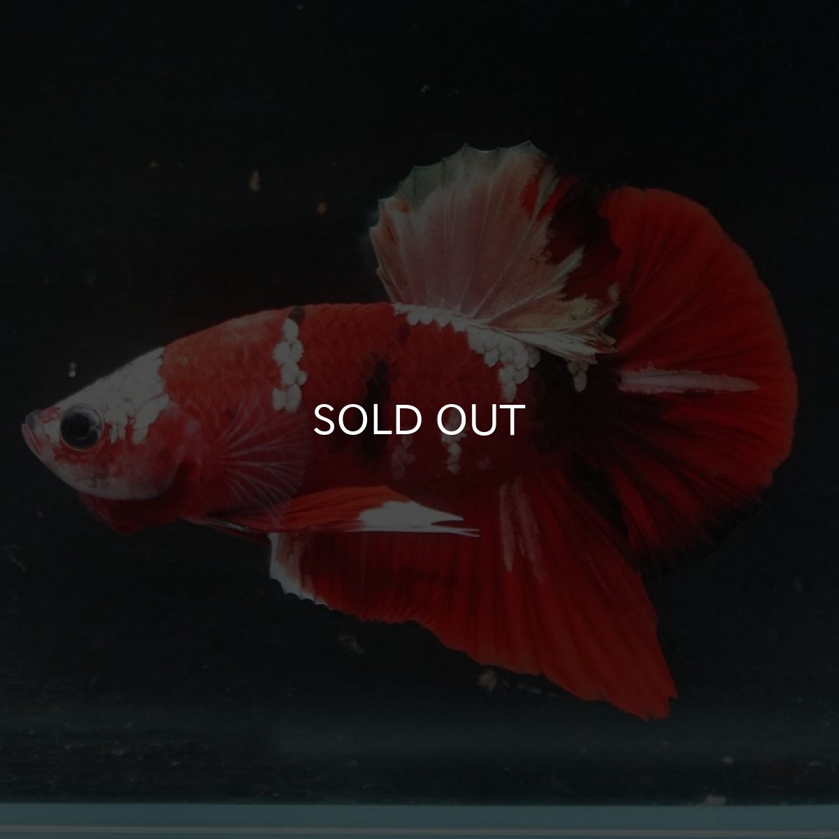 画像6: HMPK 鯉カッパー (6)