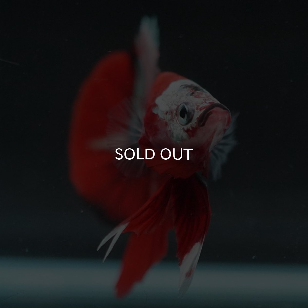 画像4: HMPK 鯉カッパー (4)