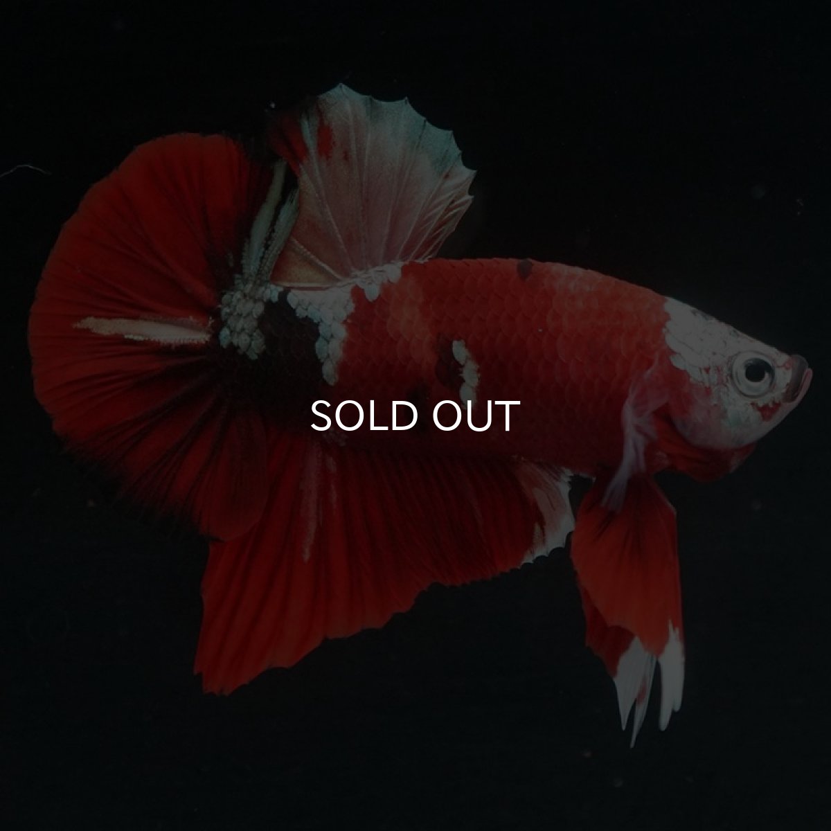 画像3: HMPK 鯉カッパー (3)