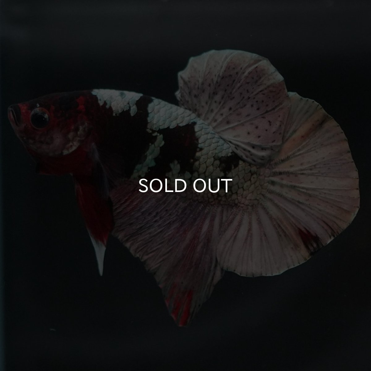 画像5: HMPK　鯉カッパー (5)