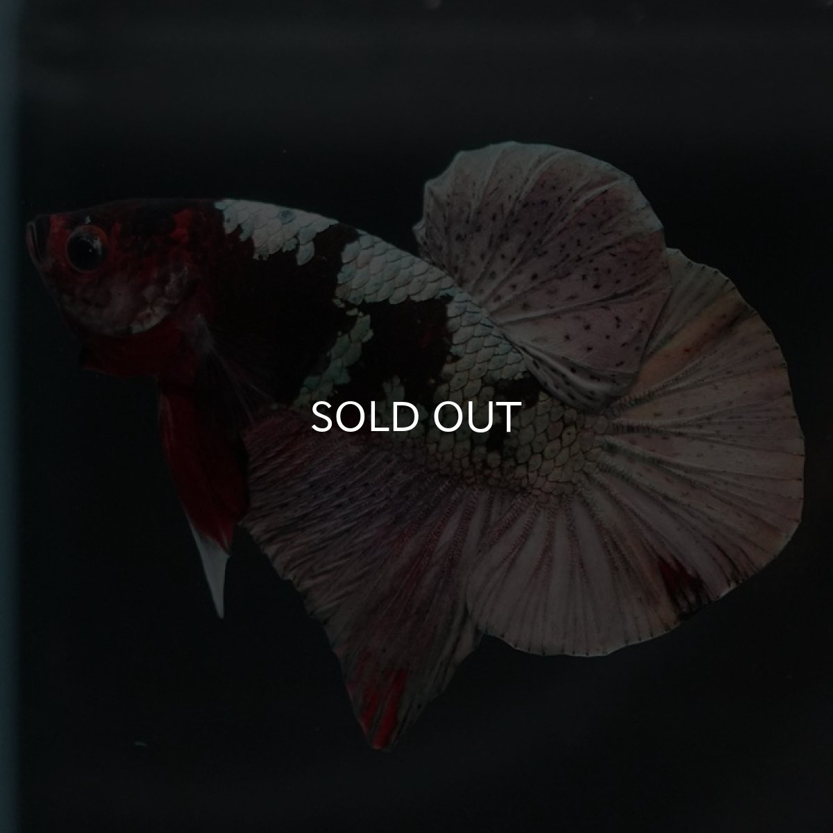 画像3: HMPK　鯉カッパー (3)