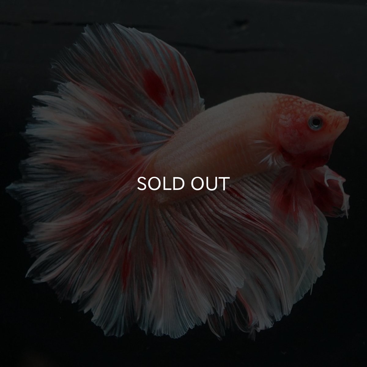 画像9: HM アルマゲドン ローズテール (9)