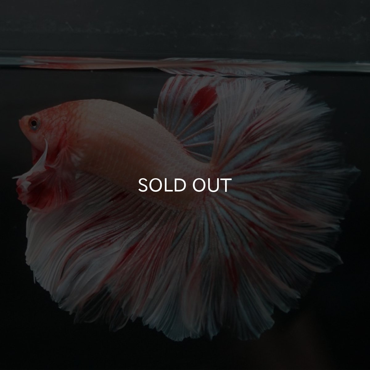 画像10: HM アルマゲドン ローズテール (10)