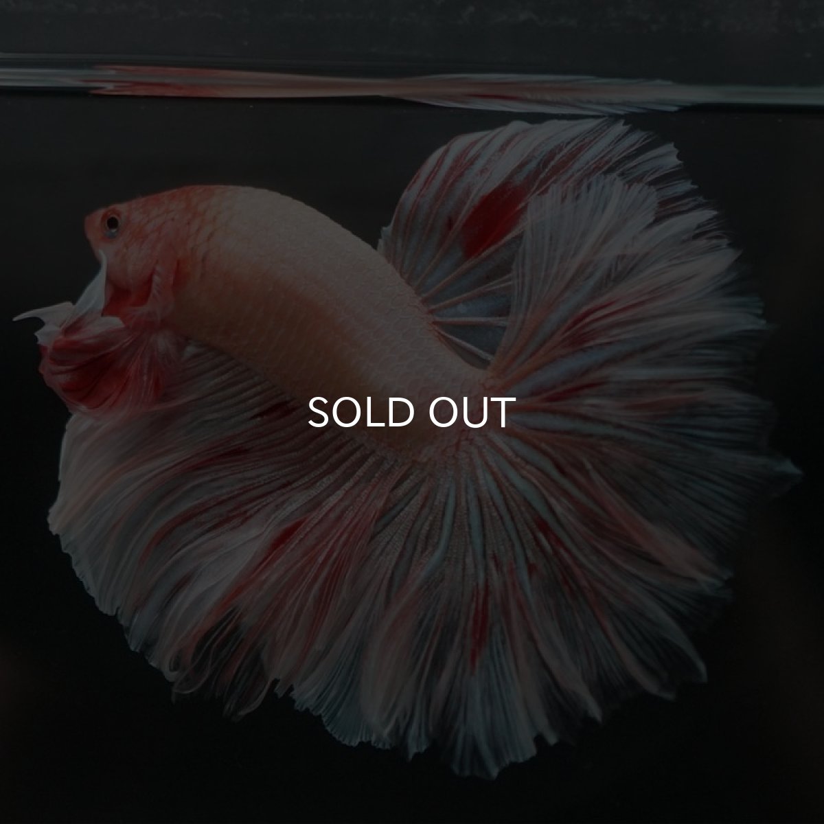 画像8: HM アルマゲドン ローズテール (8)