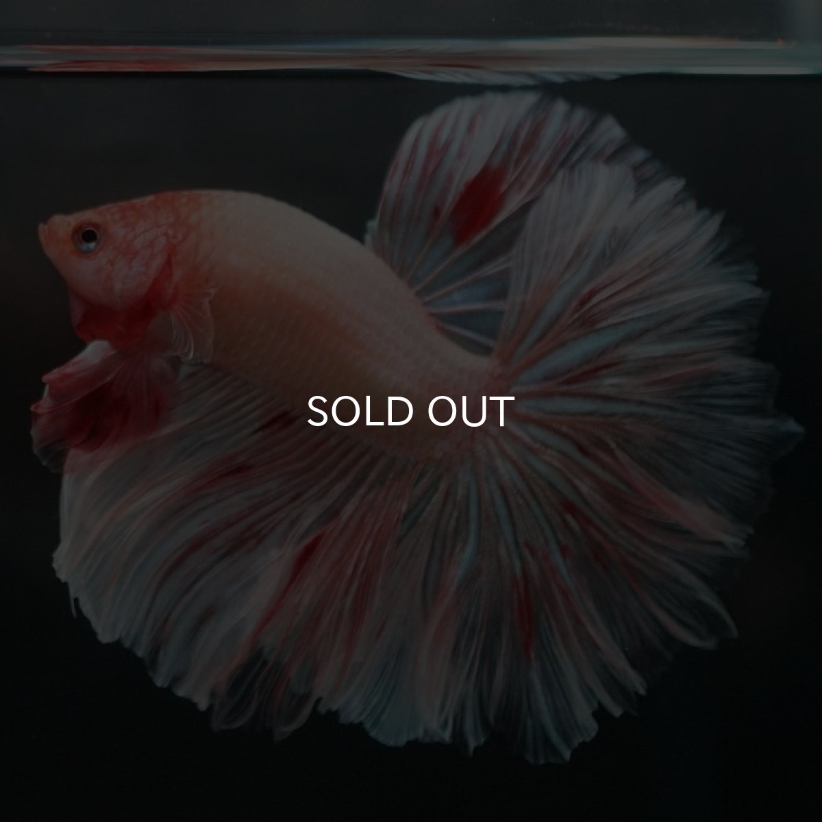 画像2: HM アルマゲドン ローズテール (2)