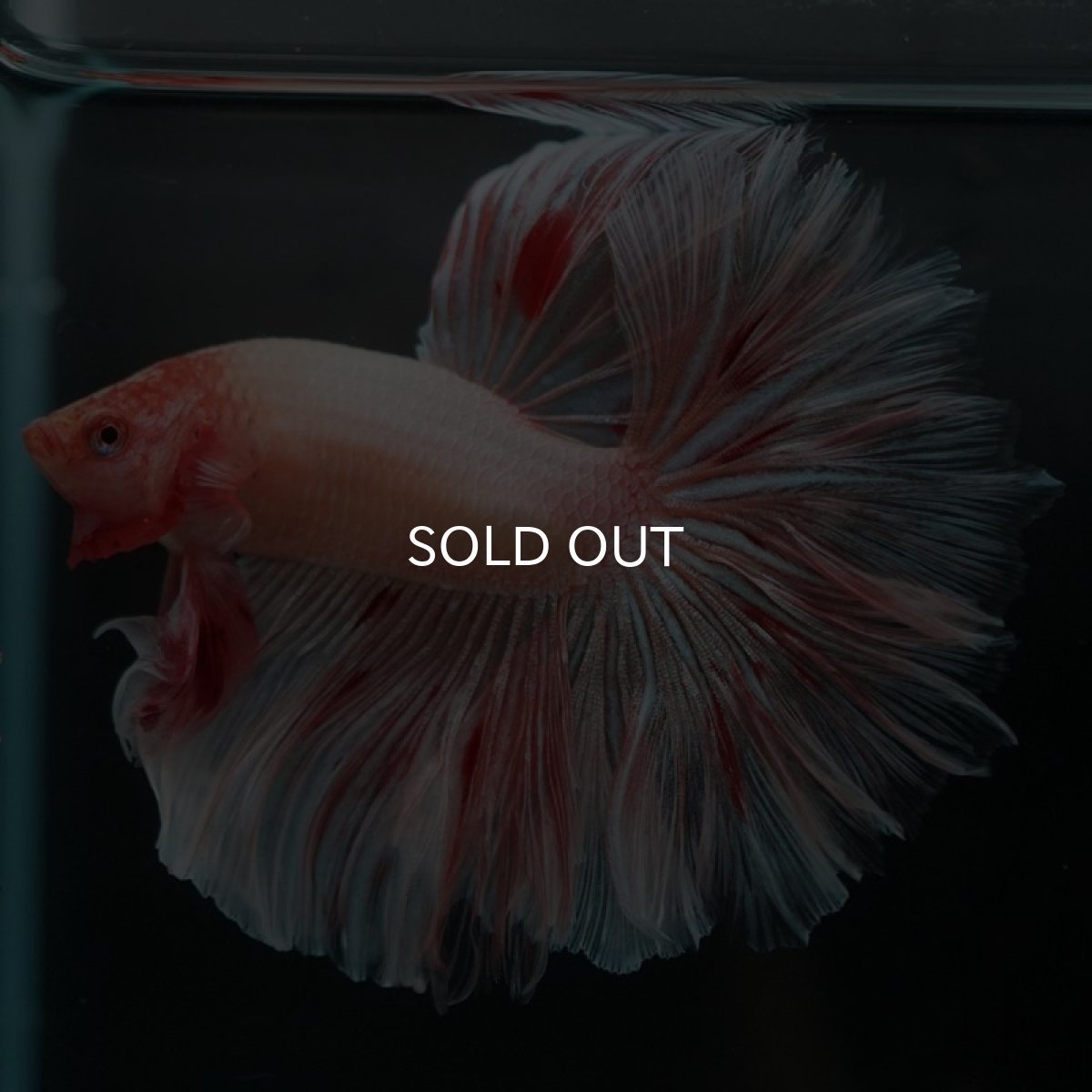 画像6: HM アルマゲドン ローズテール (6)