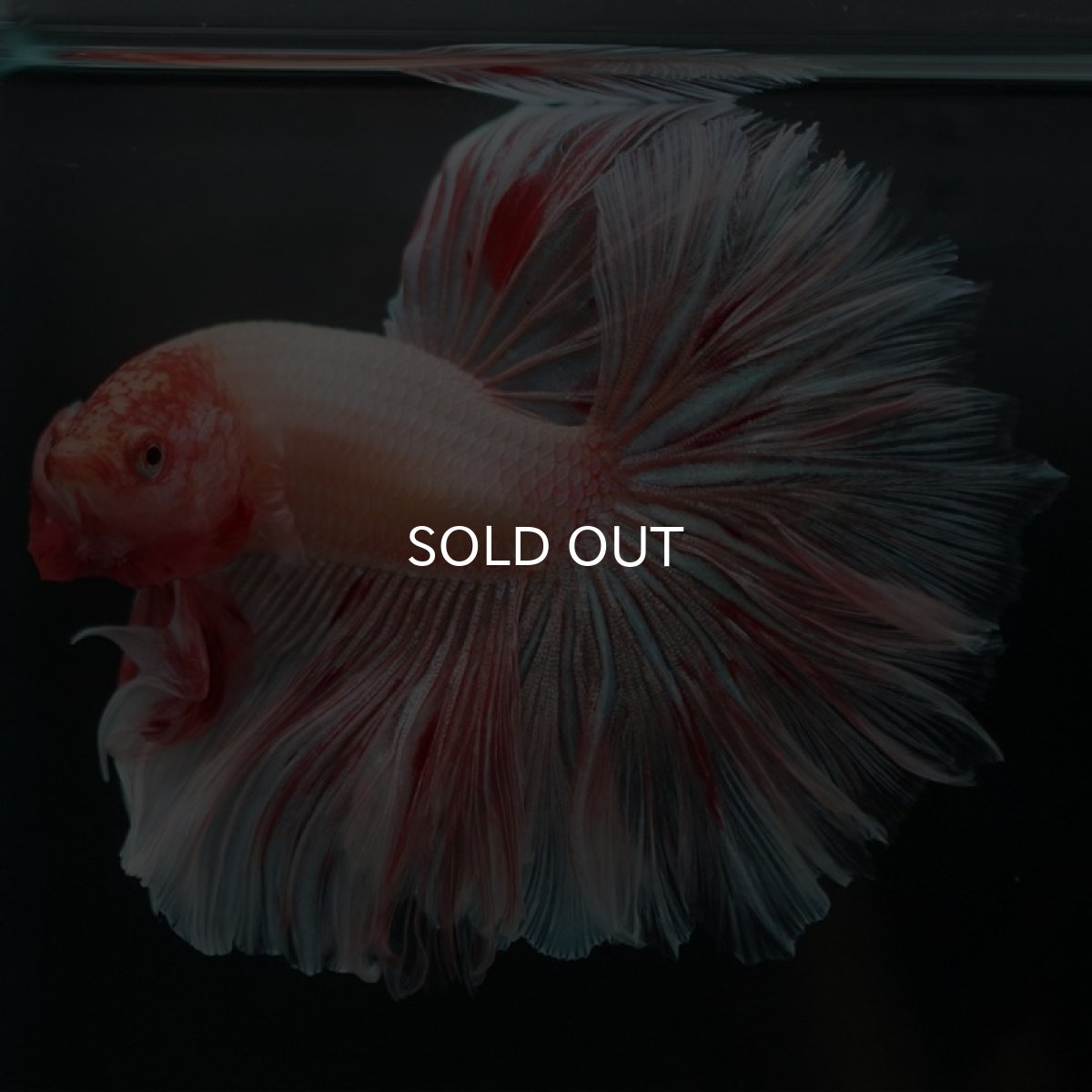 画像4: HM アルマゲドン ローズテール (4)