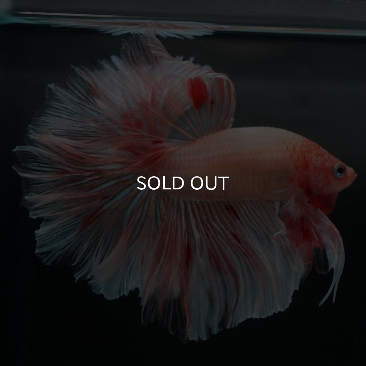 画像7: HM アルマゲドン ローズテール (7)