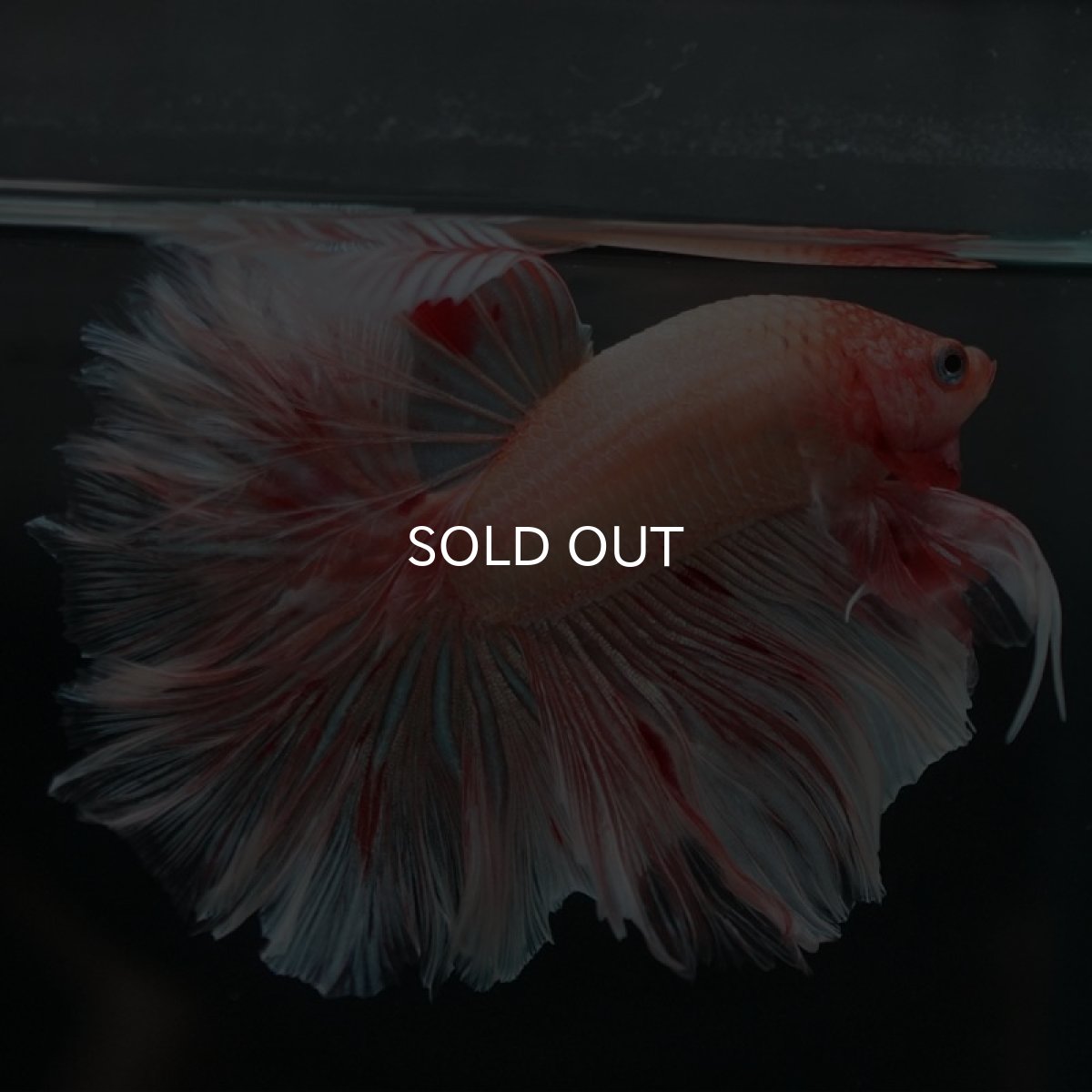 画像5: HM アルマゲドン ローズテール (5)