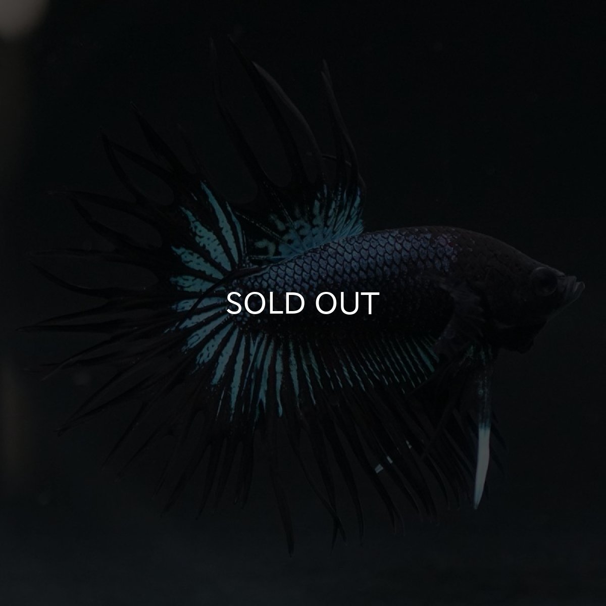 画像7: KCT ブラックオーキッド (7)