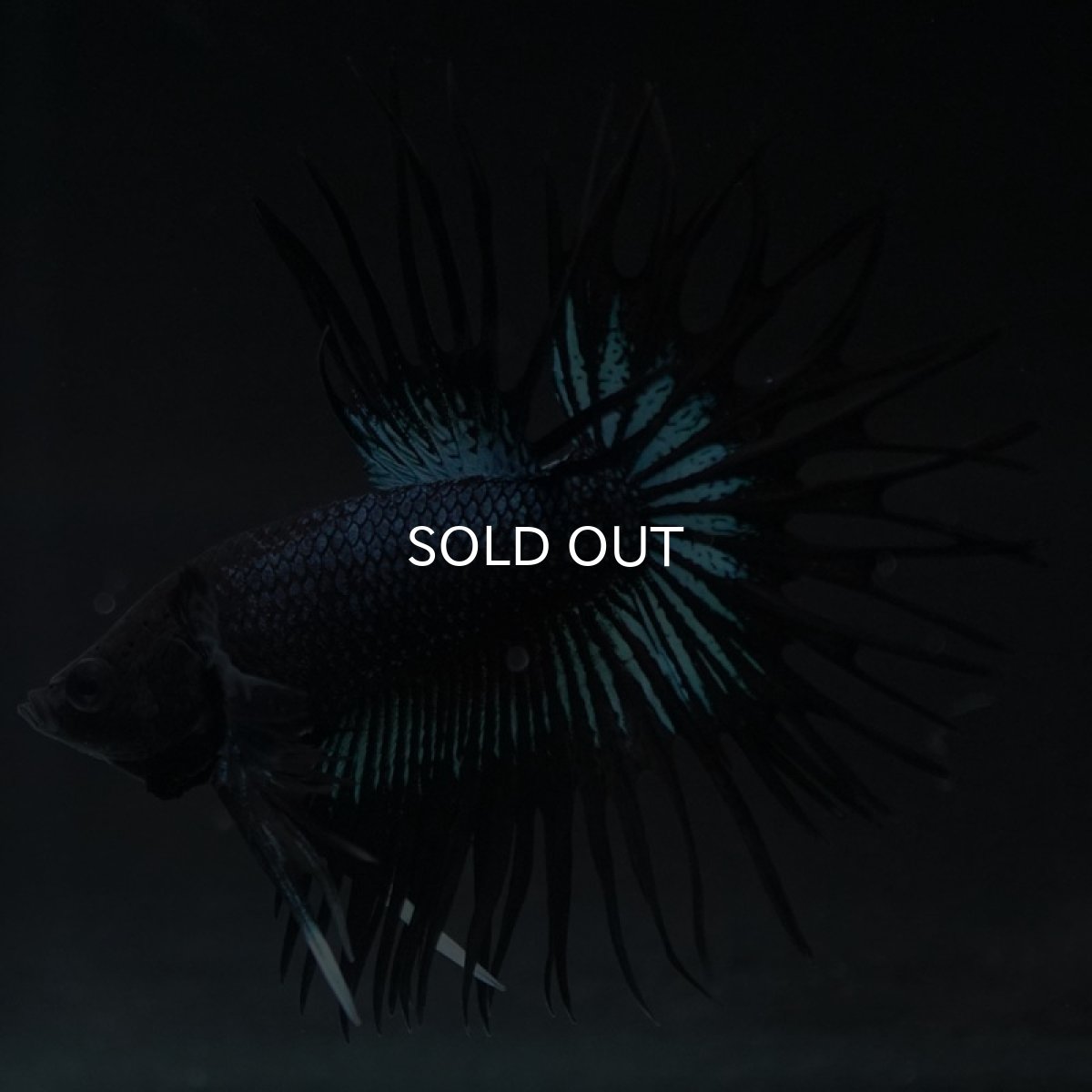 画像4: KCT ブラックオーキッド (4)