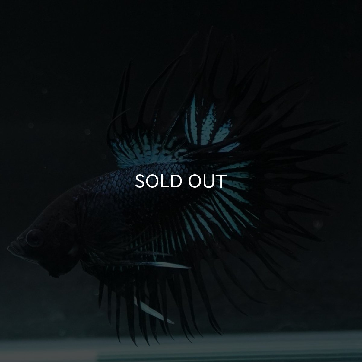 画像6: KCT ブラックオーキッド (6)