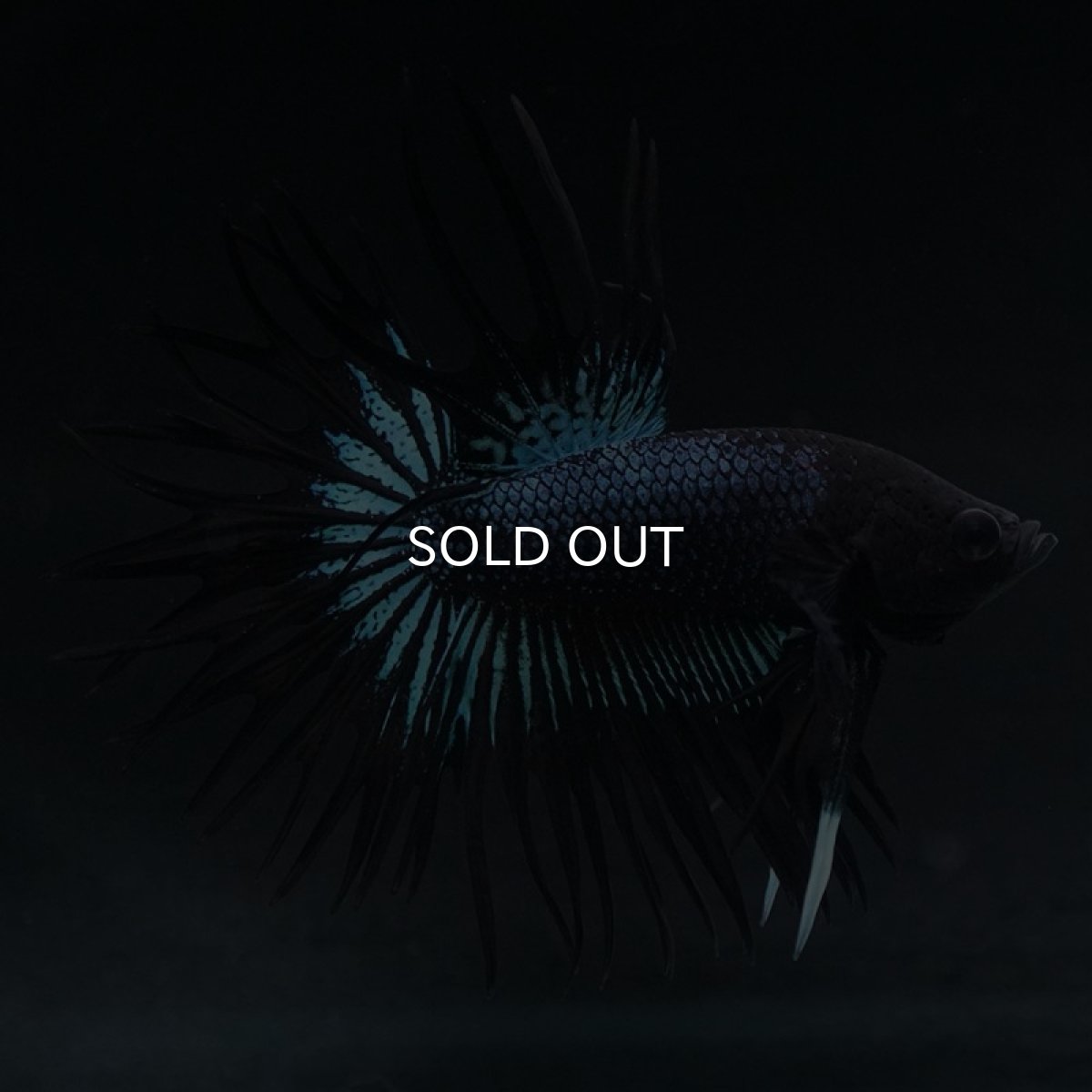 画像5: KCT ブラックオーキッド (5)