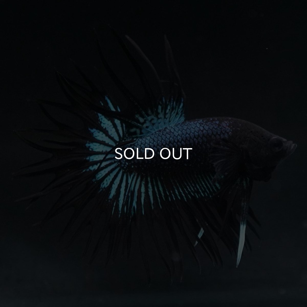 画像3: KCT ブラックオーキッド (3)