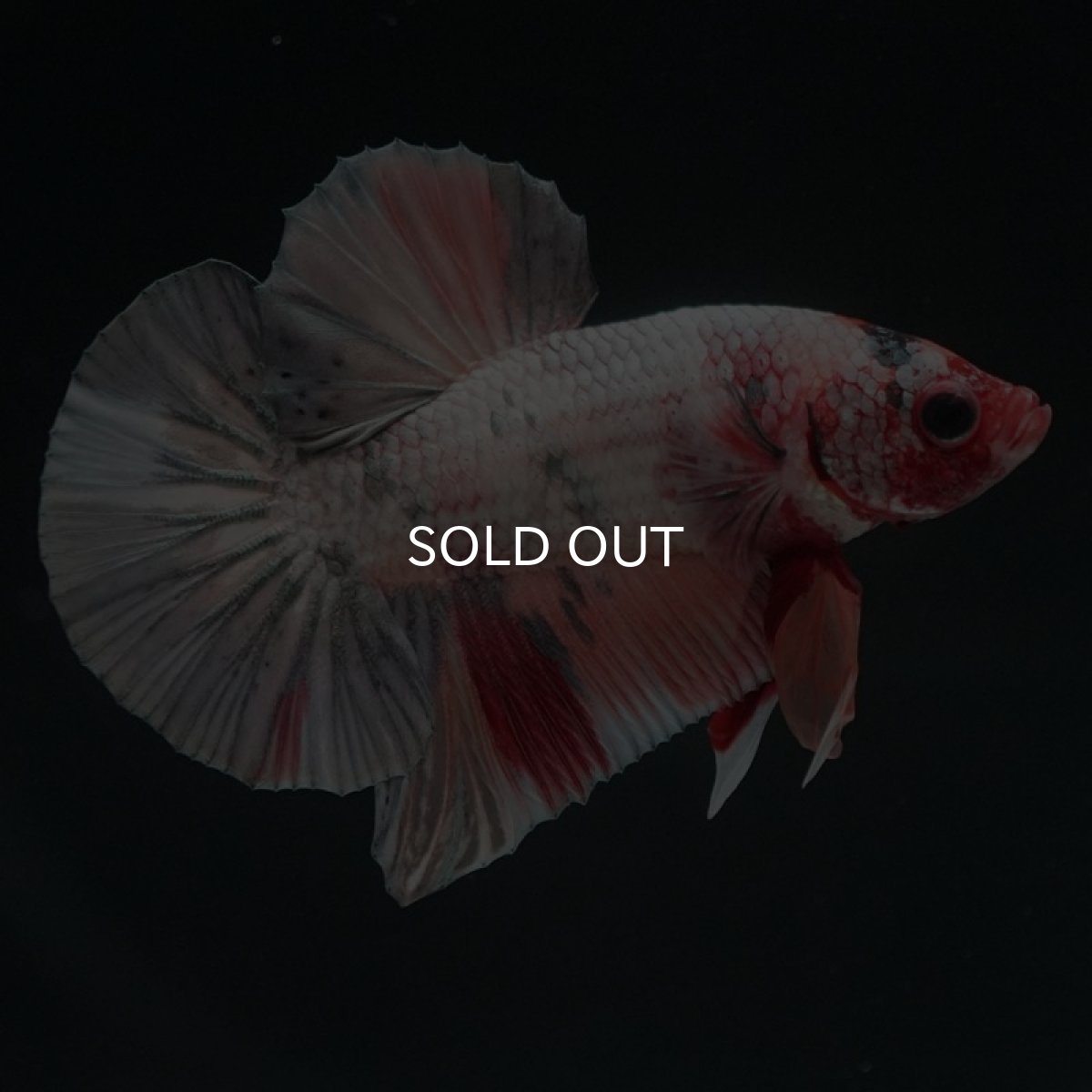 画像4: HMPK　キャンディカッパー (4)