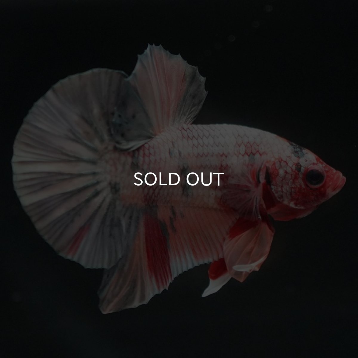 画像2: HMPK　キャンディカッパー (2)