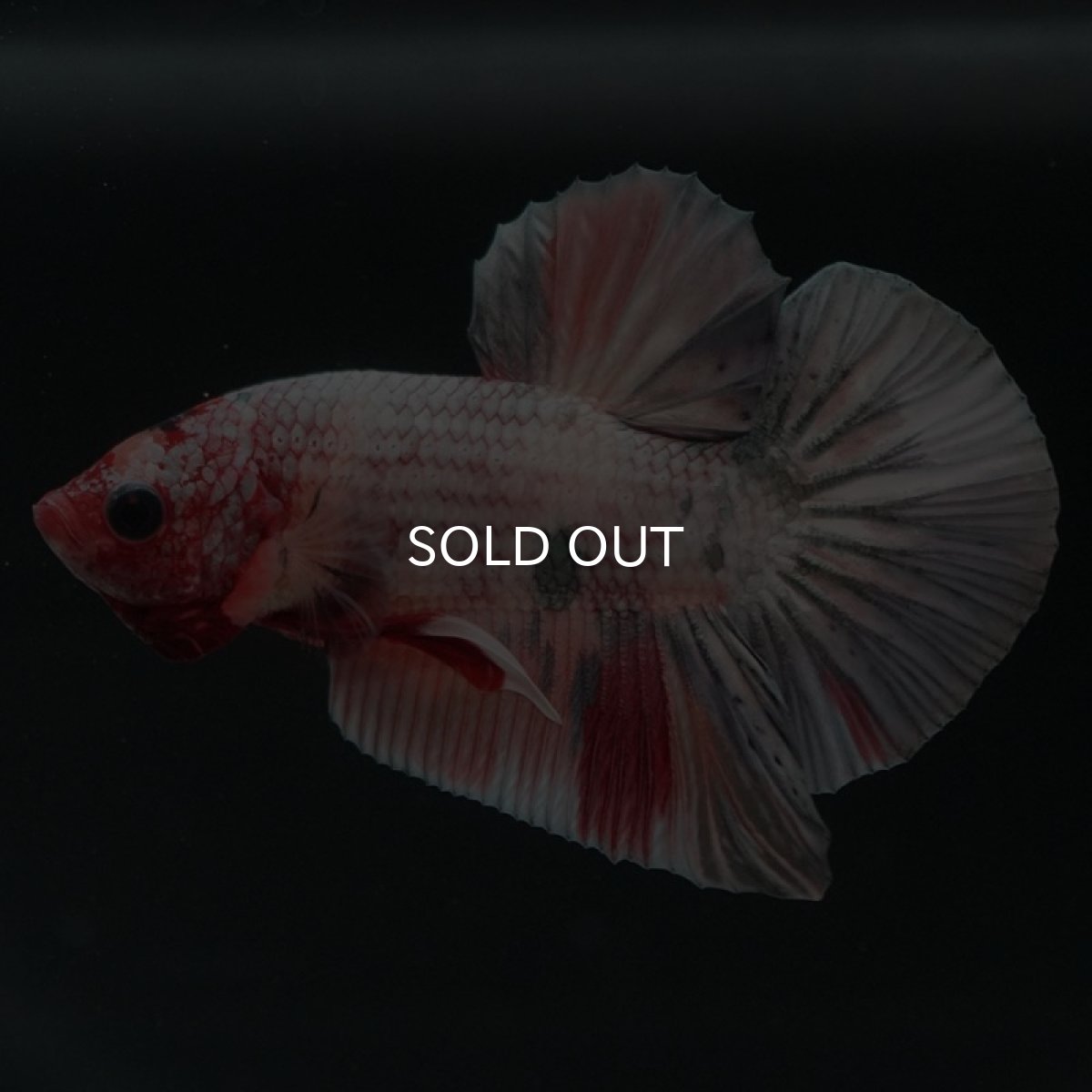 画像5: HMPK　キャンディカッパー (5)