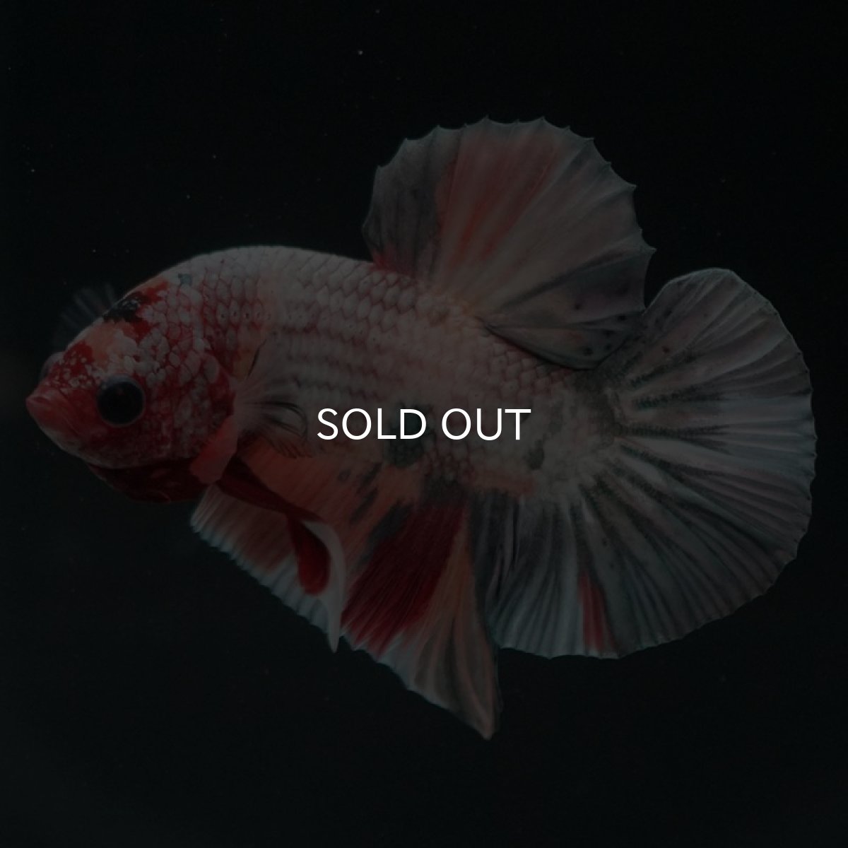 画像3: HMPK　キャンディカッパー (3)