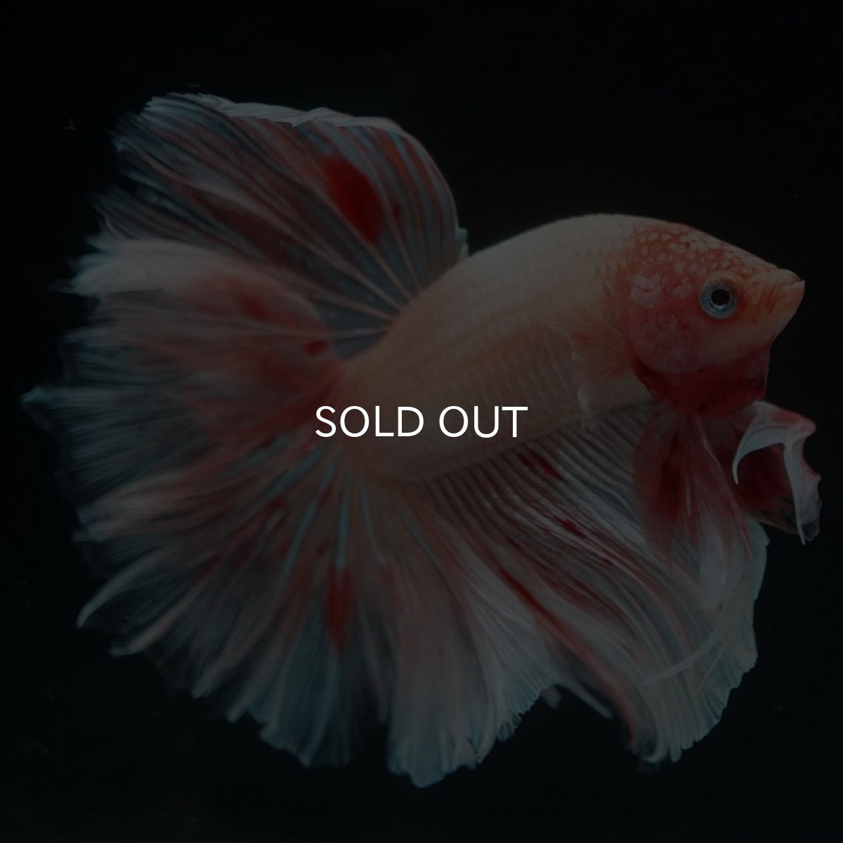 画像3: HM アルマゲドン ローズテール (3)