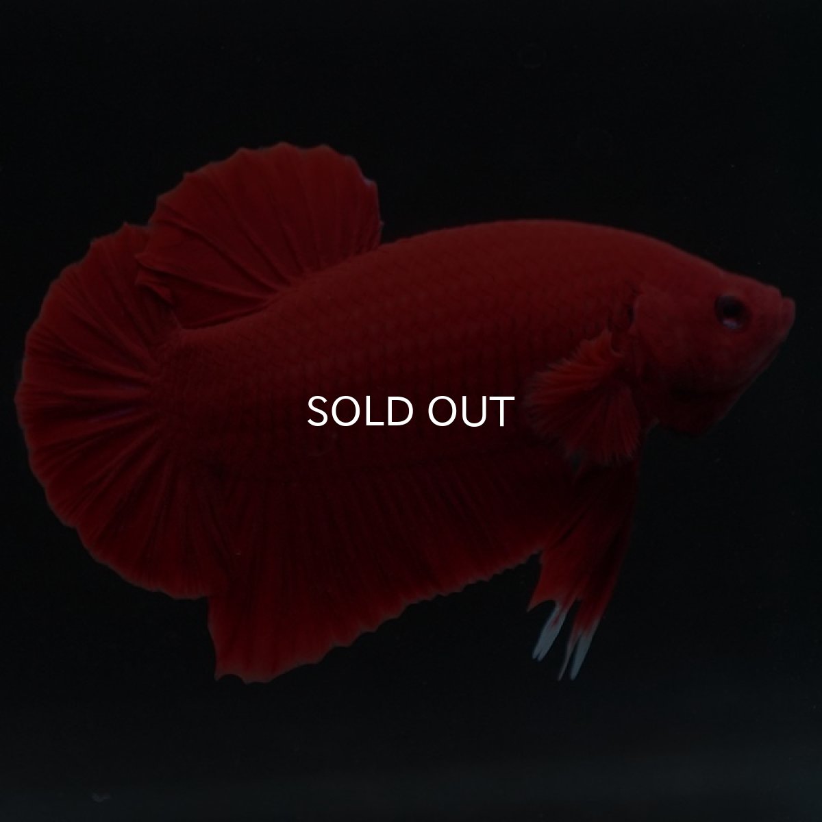 画像3: HMPK ソリッドレッド (3)