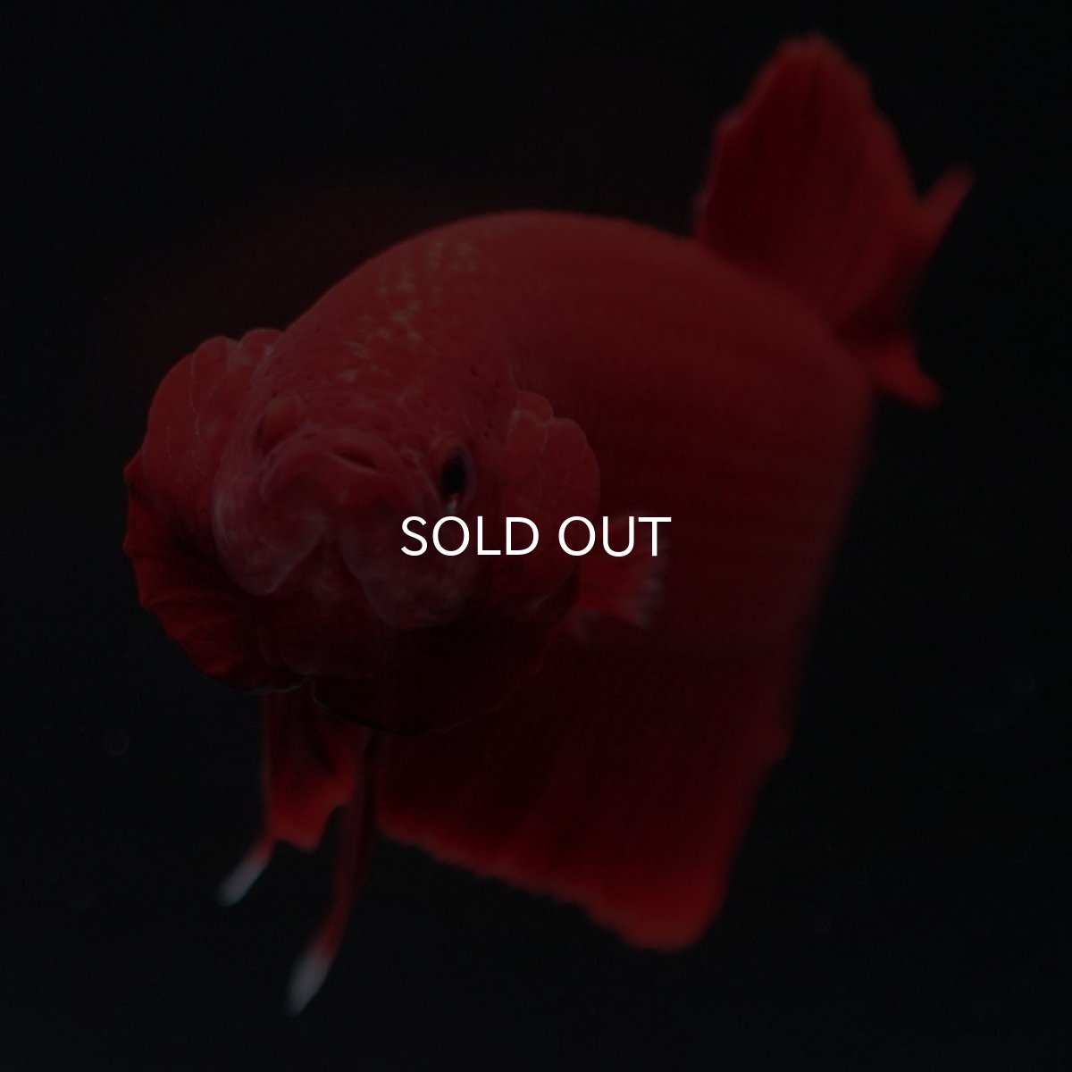 画像9: HMPK ソリッドレッド (9)