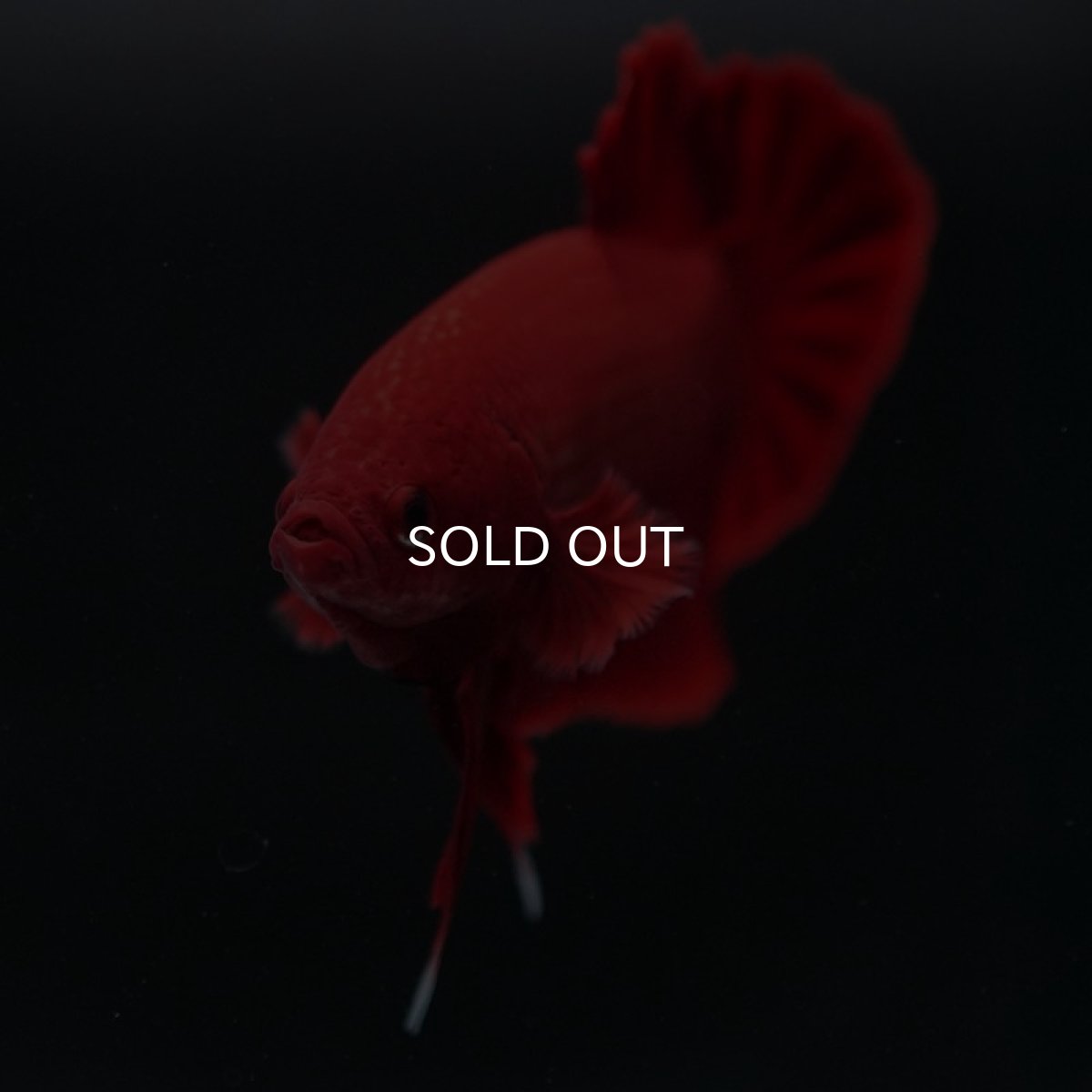 画像5: HMPK ソリッドレッド (5)