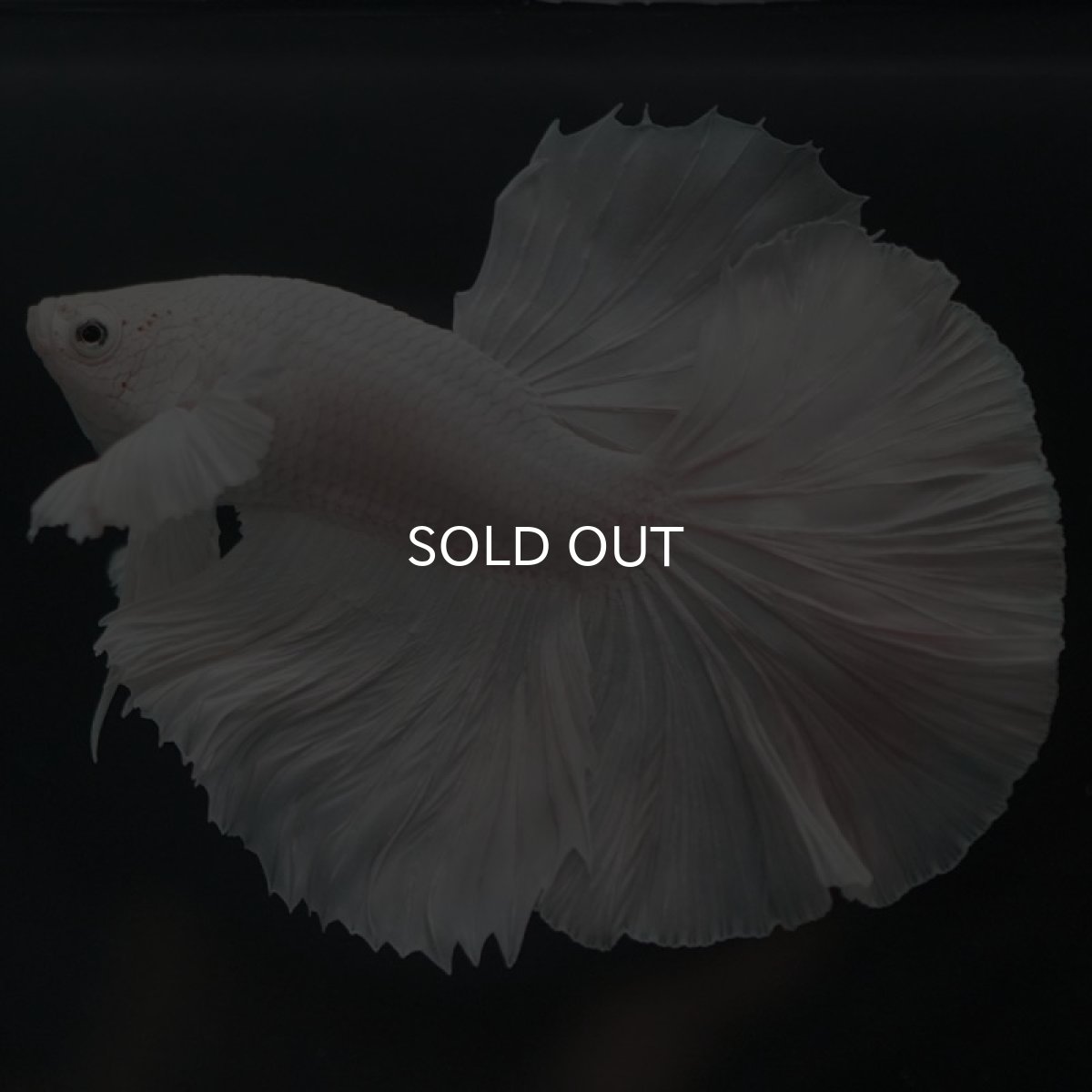 画像4: HMダンボ　ホワイト (4)