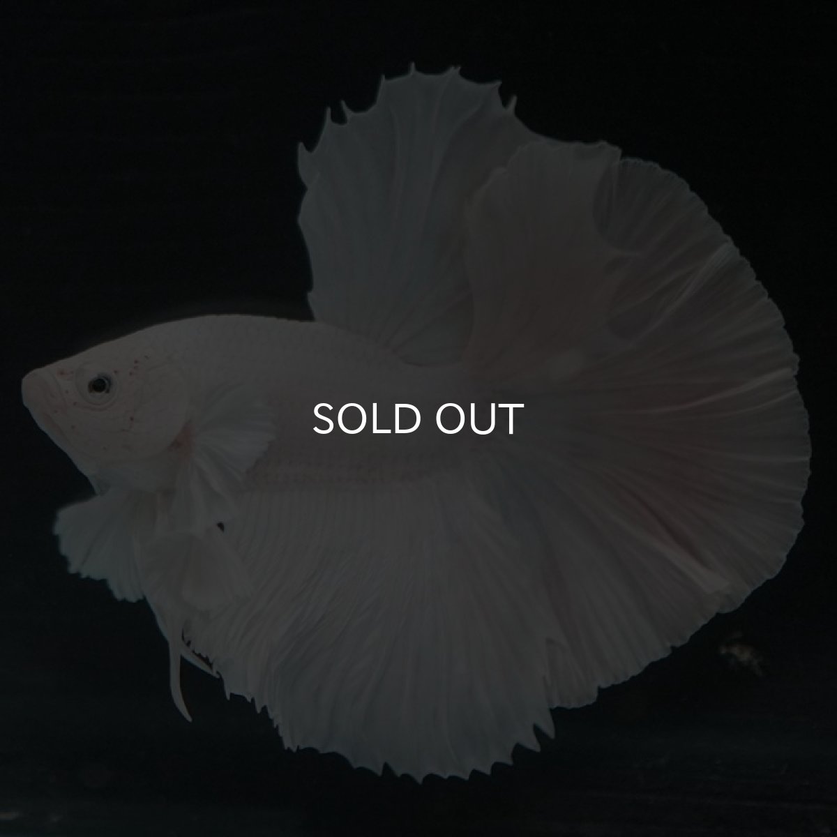 画像3: HMダンボ　ホワイト (3)