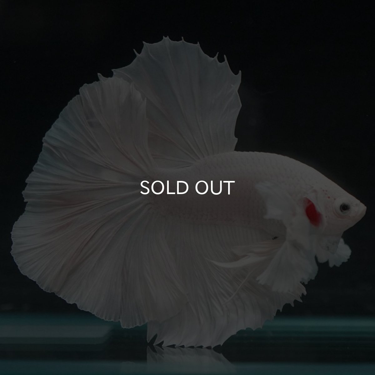 画像2: HMダンボ　ホワイト (2)