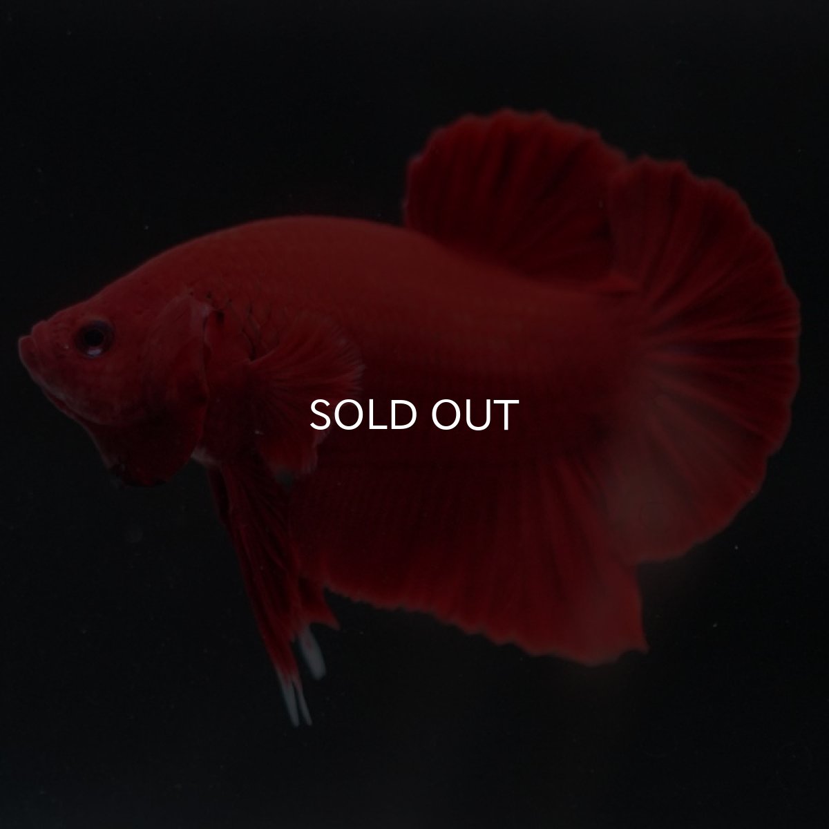 画像6: HMPK ソリッドレッド (6)