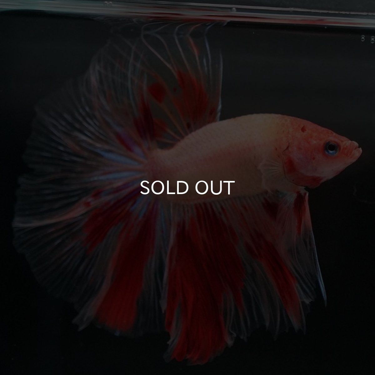 画像5: HM アルマゲドン (5)