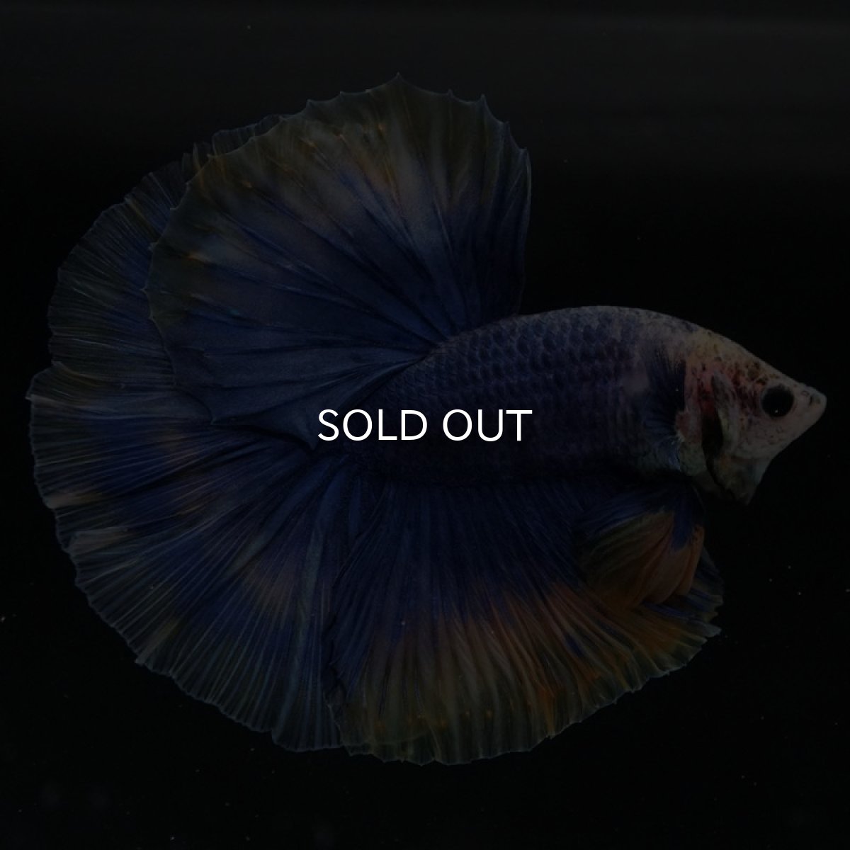 画像4: HM　イエローブルー (4)