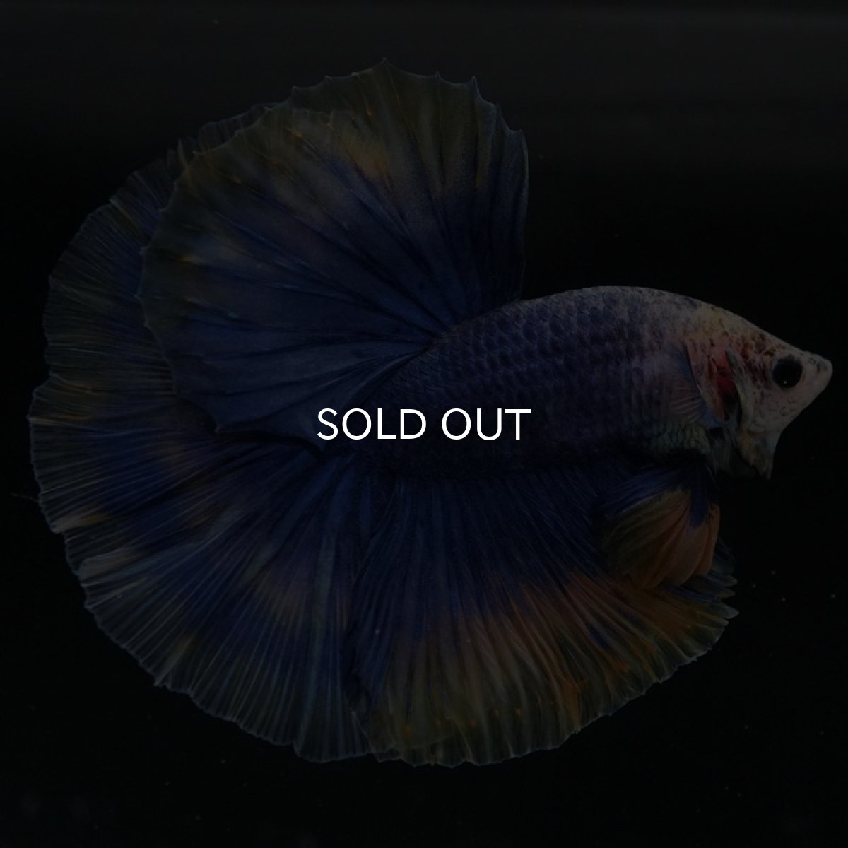 画像2: HM　イエローブルー (2)