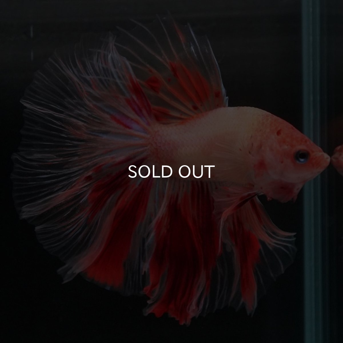 画像3: HM アルマゲドン (3)