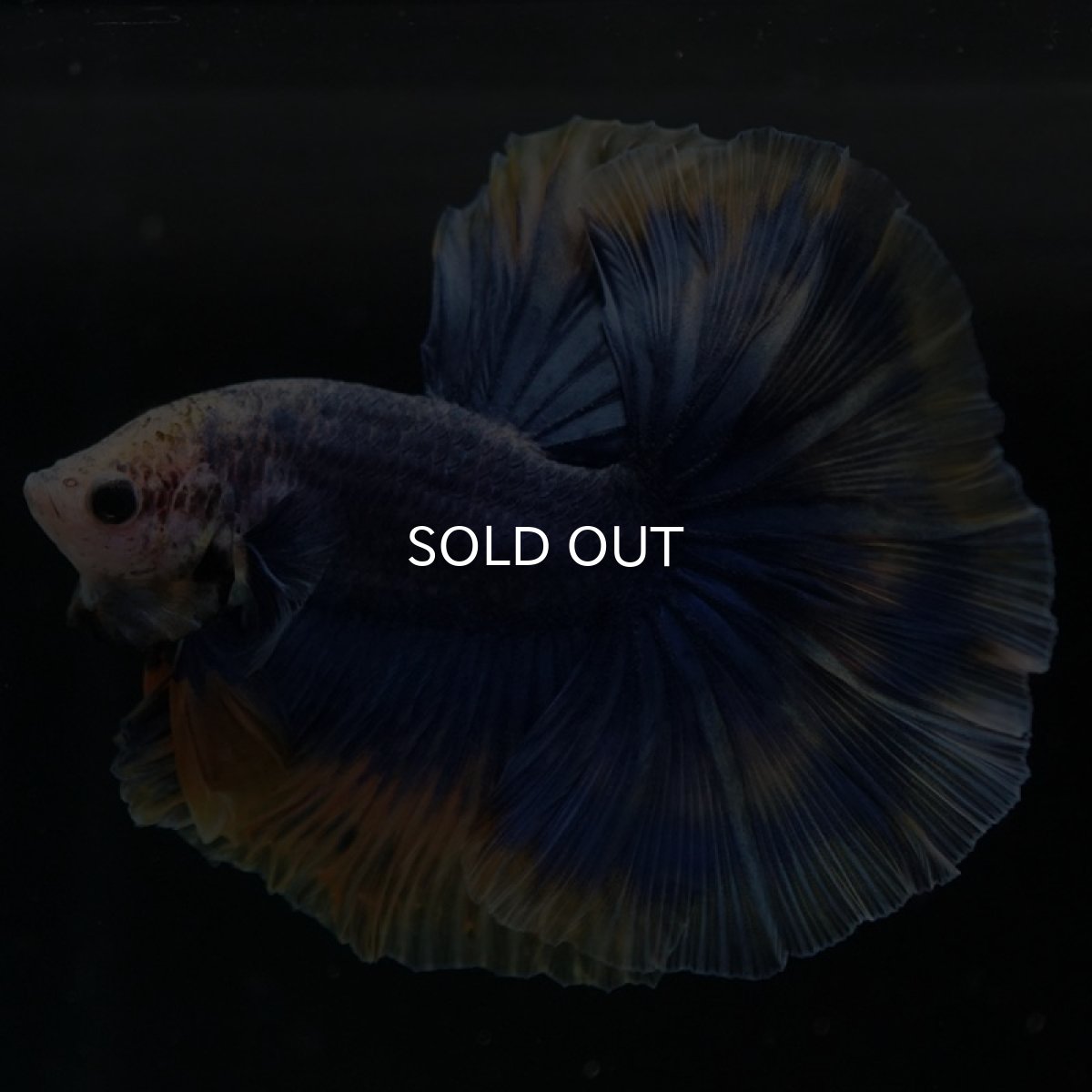 画像5: HM　イエローブルー (5)