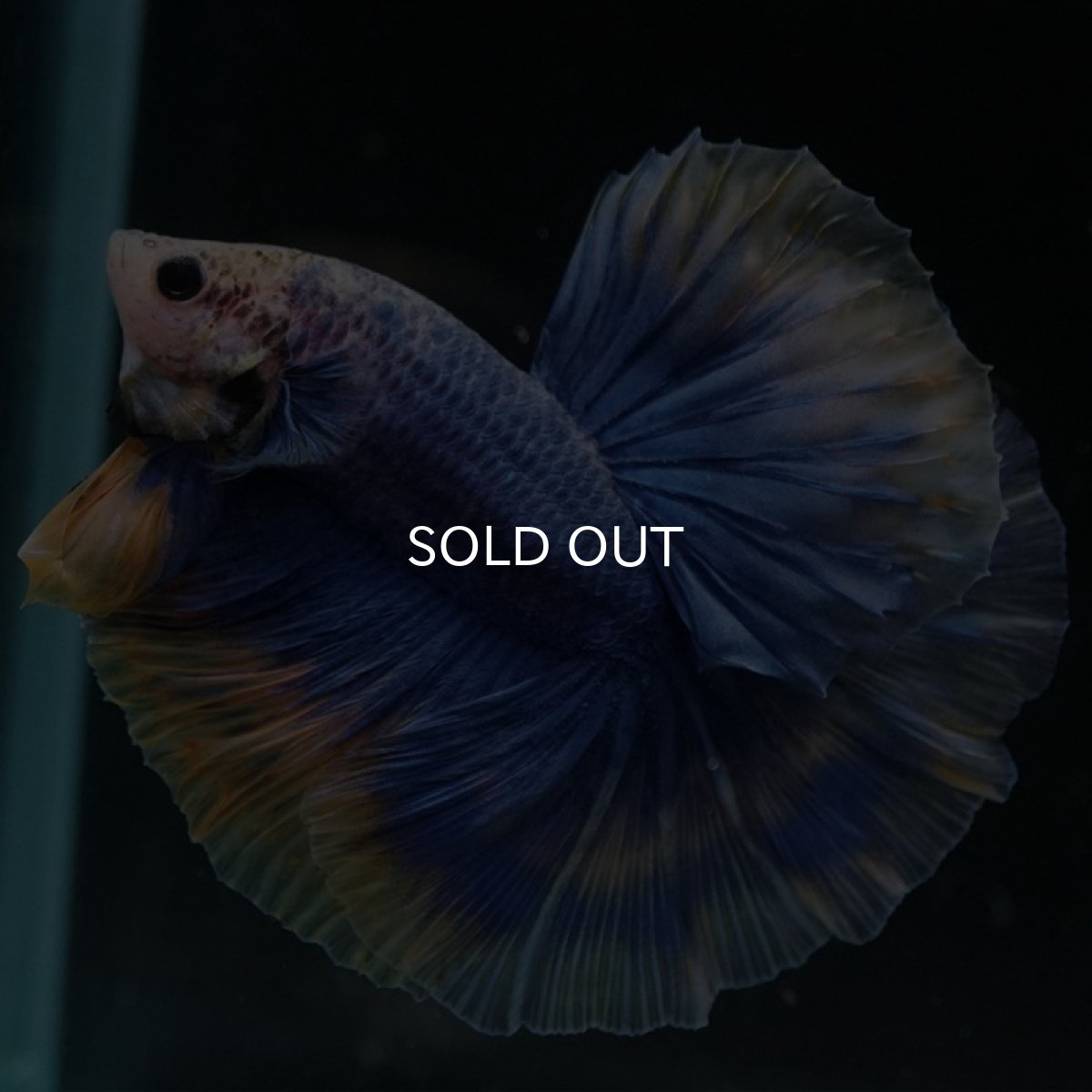 画像3: HM　イエローブルー (3)