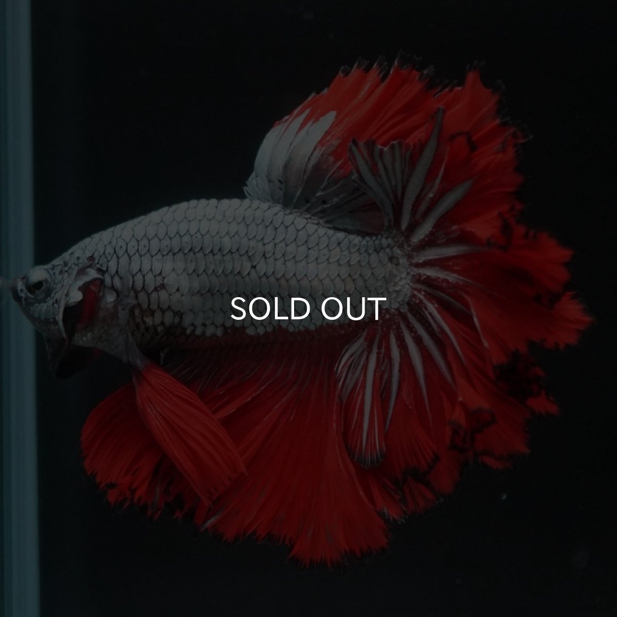 画像2: HM カッパーレッド フェザーテール (2)