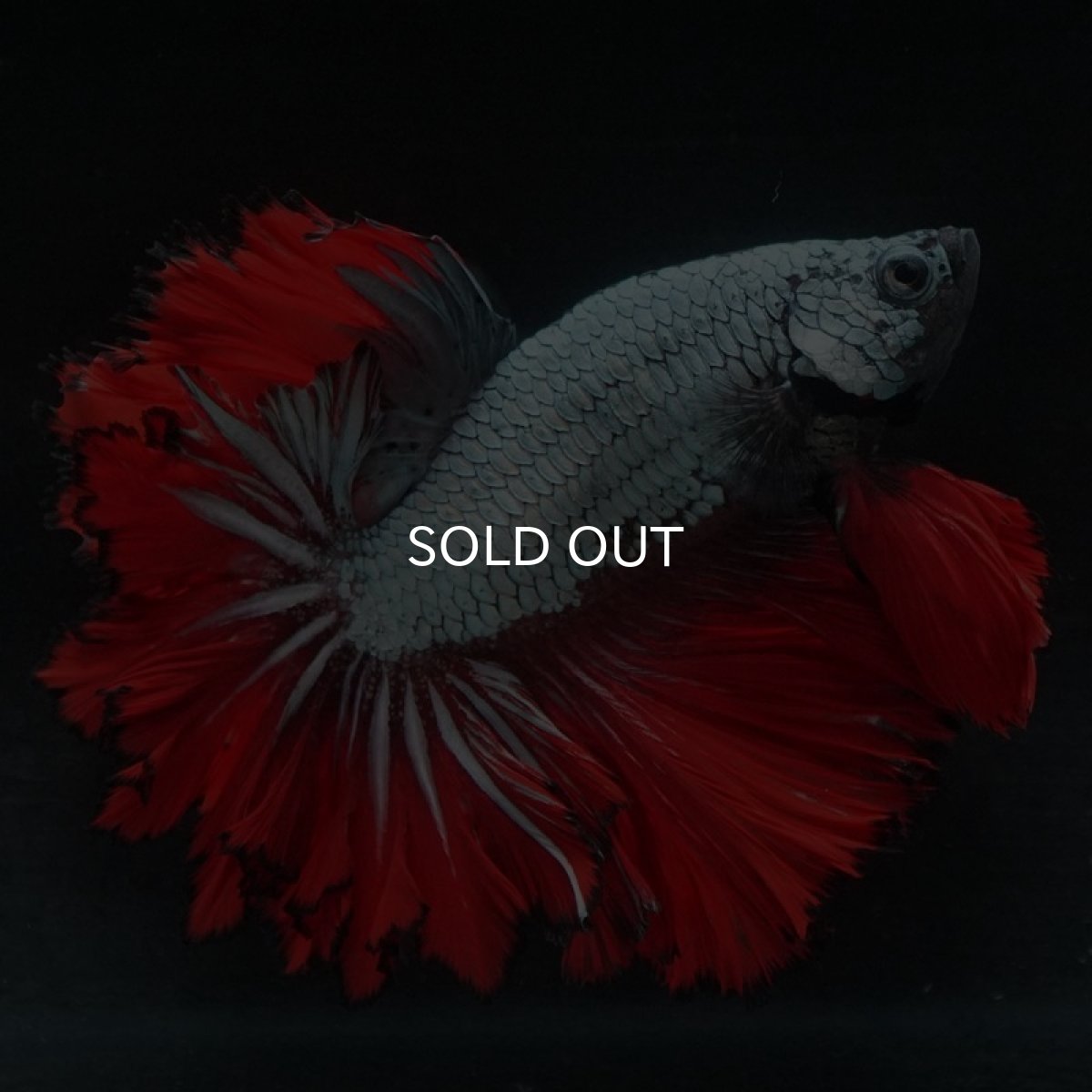 画像3: HM カッパーレッド フェザーテール (3)