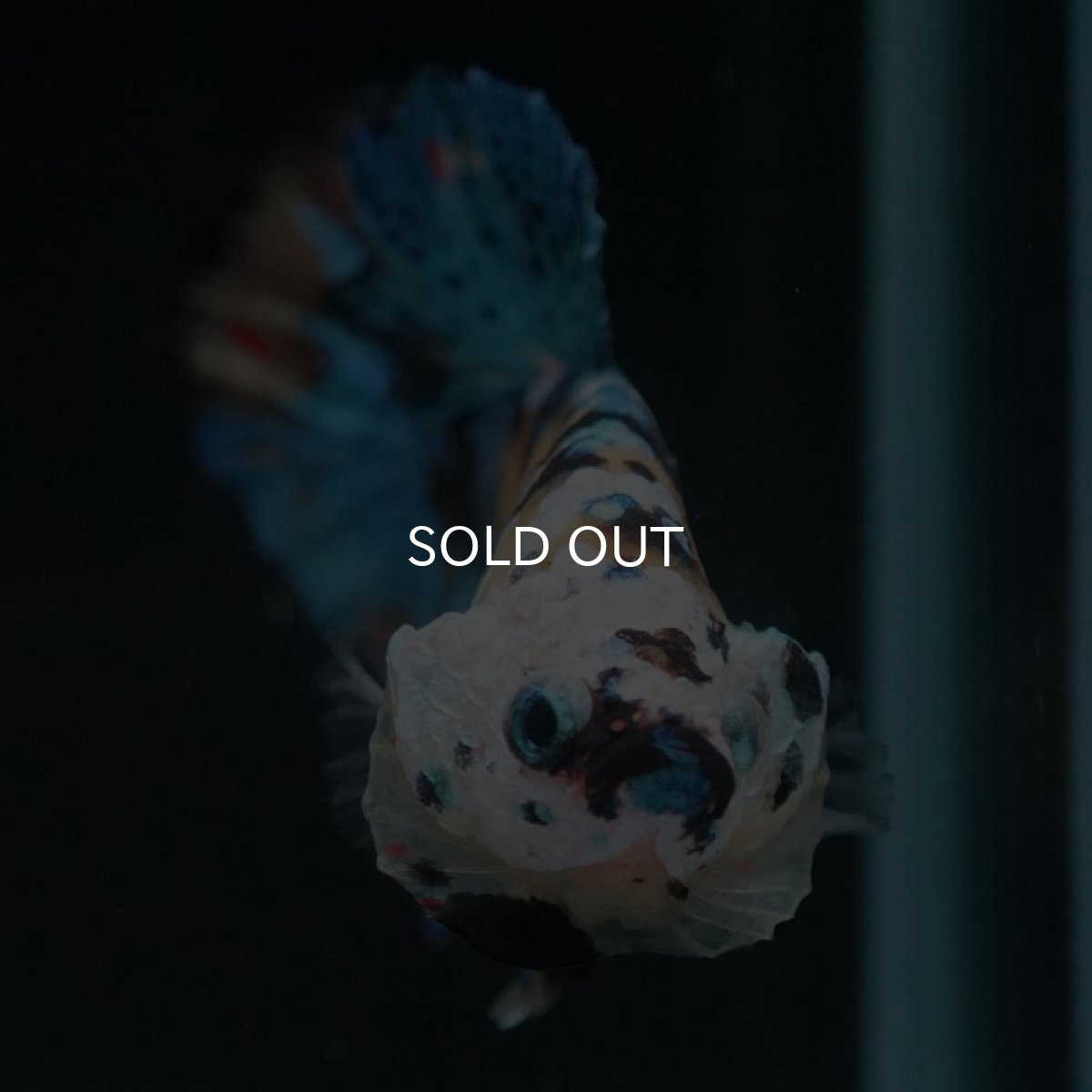 画像5: HMPK イエロータイガーギャラクシー (5)