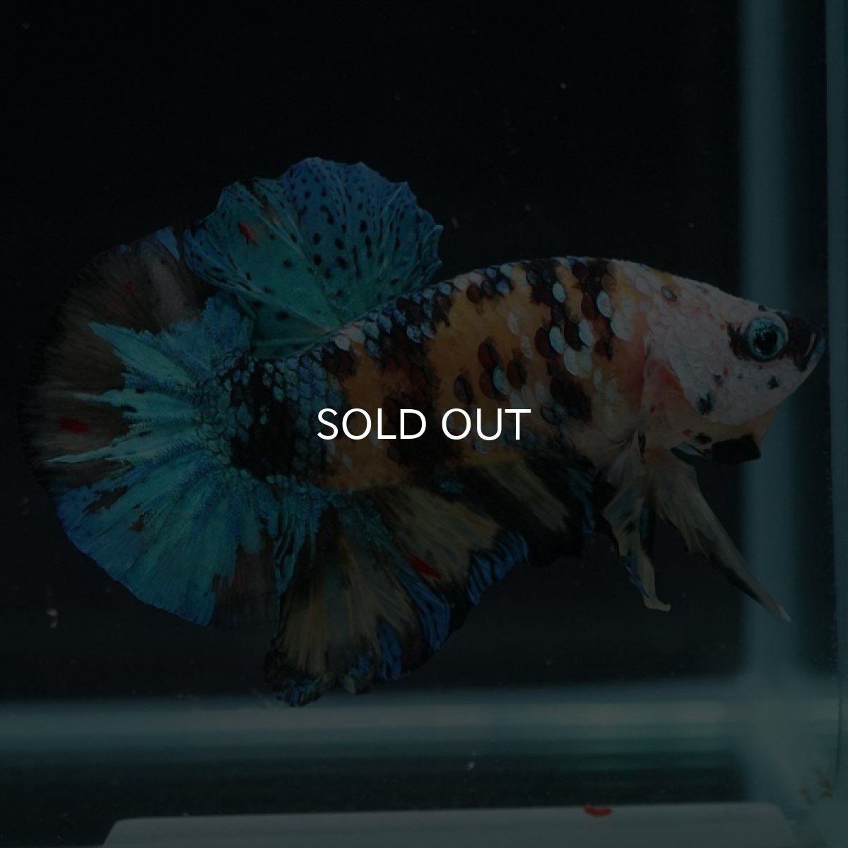 画像6: HMPK イエロータイガーギャラクシー (6)