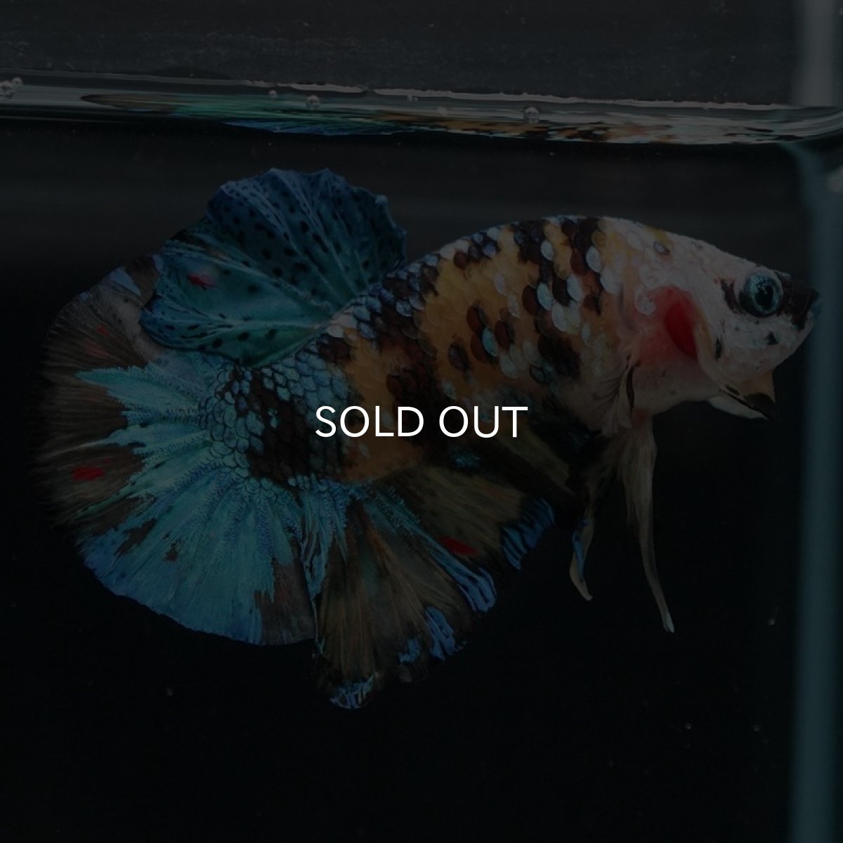 画像4: HMPK イエロータイガーギャラクシー (4)