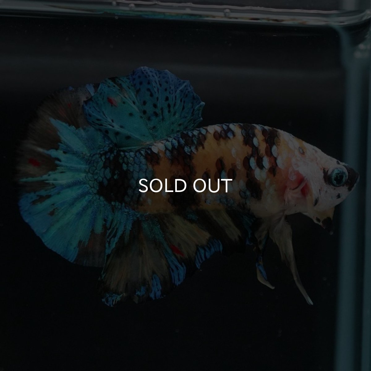 画像2: HMPK イエロータイガーギャラクシー (2)